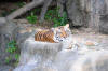 tiger Khao Kheow Zoo