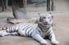white tiger Khao Kheow Zoo