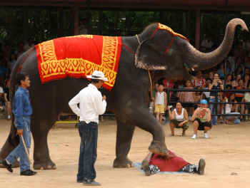 elephant show