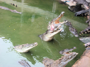 feeding the crocodiles