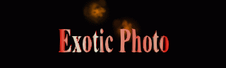 Exotic Photography
