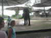 crocodile farm