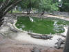 crocodiles