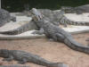 crocodiles