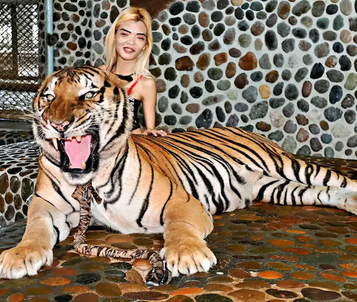 picture of Mali with massive tiger at the Pattaya Crocodile Farm