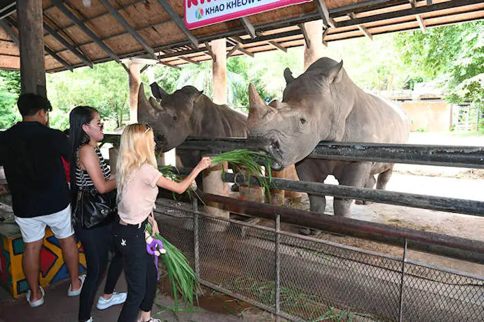 Mali and Phang feeding the Rhinoceros by hand